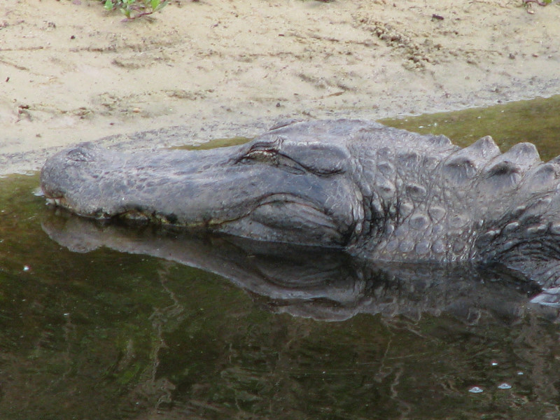 La-Chua-Trail-Paynes-Prairie-Preserve-State-Park-Gainesville-FL-024