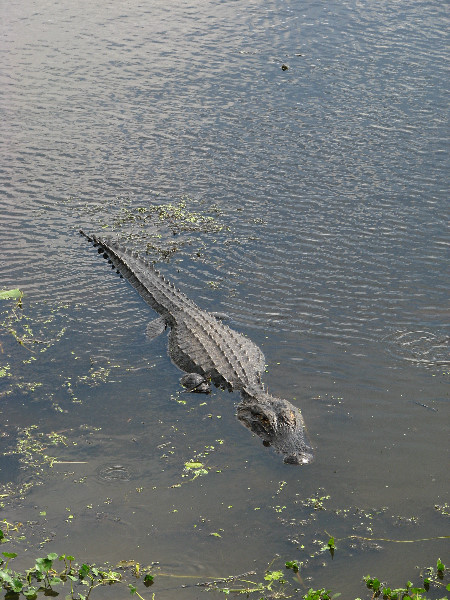 La-Chua-Trail-Paynes-Prairie-Preserve-State-Park-Gainesville-FL-027