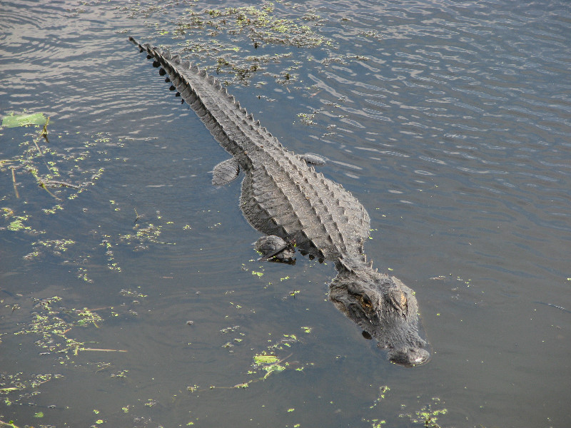 La-Chua-Trail-Paynes-Prairie-Preserve-State-Park-Gainesville-FL-029