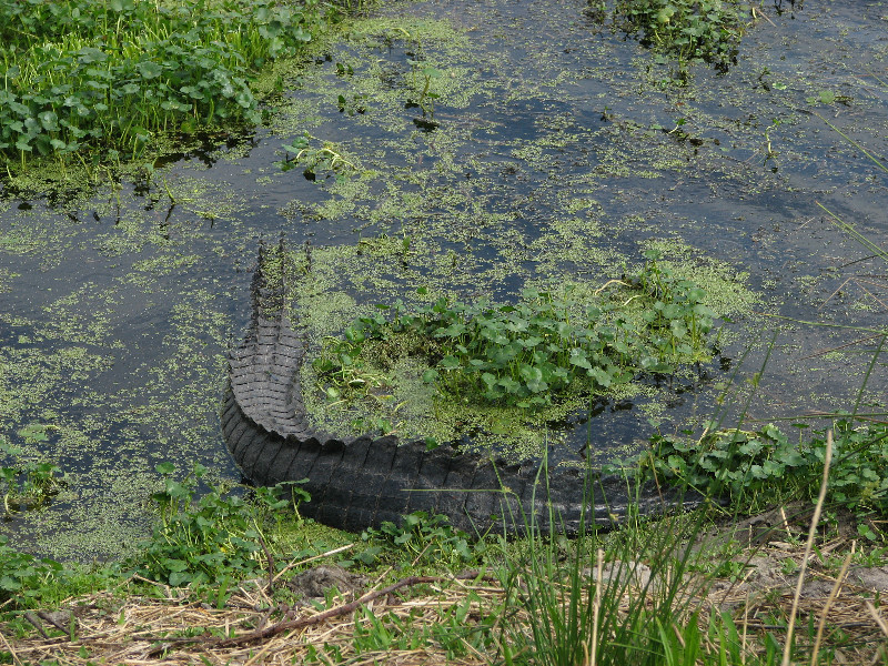 La-Chua-Trail-Paynes-Prairie-Preserve-State-Park-Gainesville-FL-030