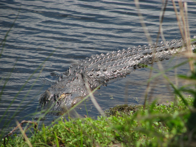 La-Chua-Trail-Paynes-Prairie-Preserve-State-Park-Gainesville-FL-031