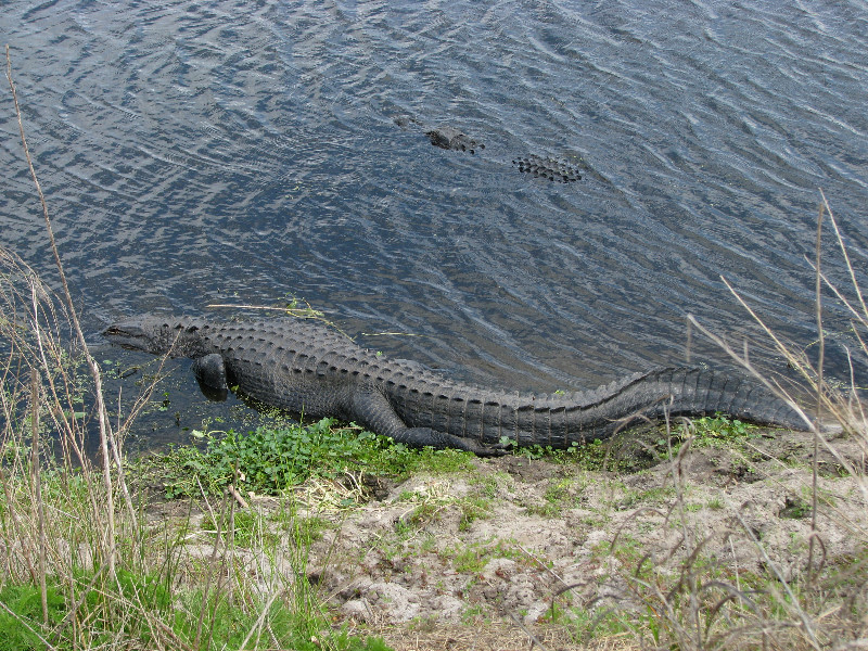 La-Chua-Trail-Paynes-Prairie-Preserve-State-Park-Gainesville-FL-033