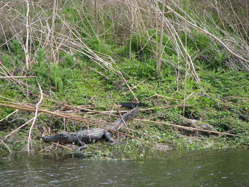 La-Chua-Trail-Paynes-Prairie-Preserve-State-Park-Gainesville-FL-040