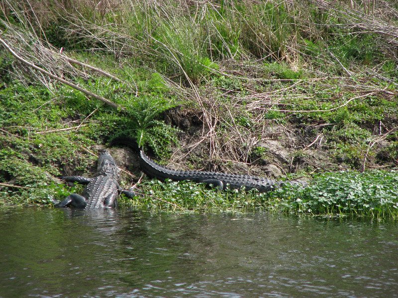 La-Chua-Trail-Paynes-Prairie-Preserve-State-Park-Gainesville-FL-041