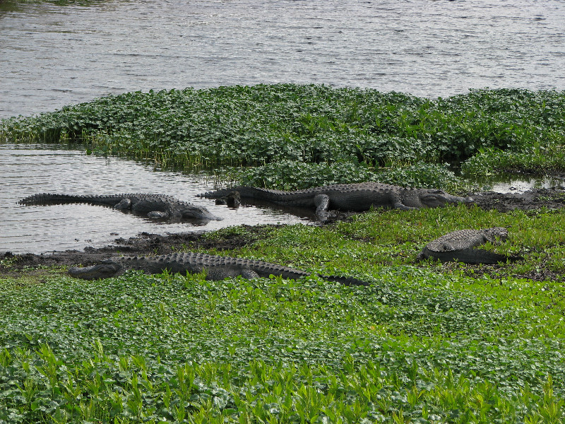 La-Chua-Trail-Paynes-Prairie-Preserve-State-Park-Gainesville-FL-042