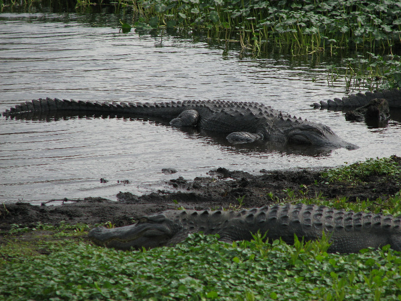 La-Chua-Trail-Paynes-Prairie-Preserve-State-Park-Gainesville-FL-043