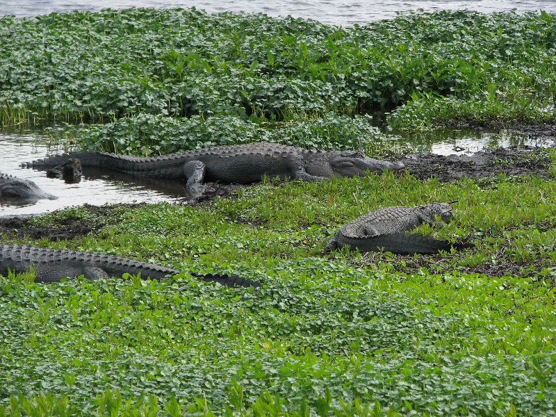 La-Chua-Trail-Paynes-Prairie-Preserve-State-Park-Gainesville-FL-044