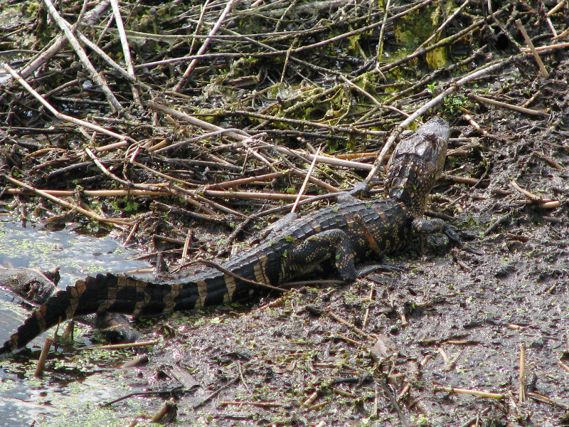 La-Chua-Trail-Paynes-Prairie-Preserve-State-Park-Gainesville-FL-046