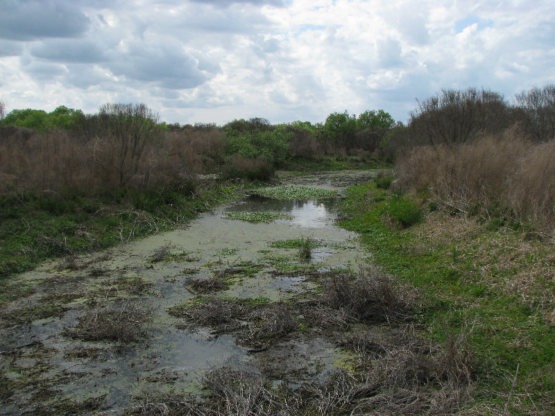 La-Chua-Trail-Paynes-Prairie-Preserve-State-Park-Gainesville-FL-047