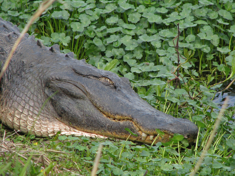 La-Chua-Trail-Paynes-Prairie-Preserve-State-Park-Gainesville-FL-049