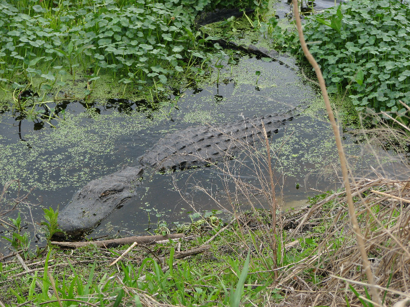 La-Chua-Trail-Paynes-Prairie-Preserve-State-Park-Gainesville-FL-050