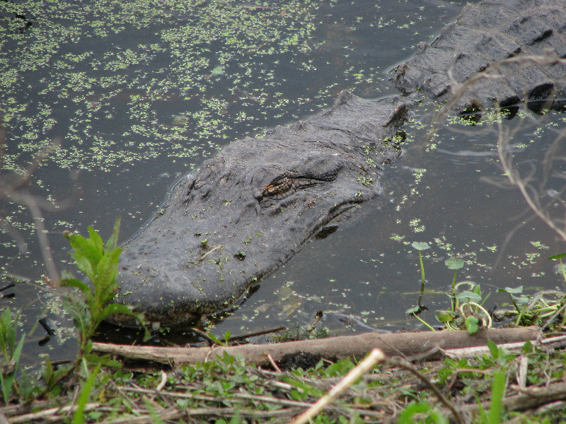 La-Chua-Trail-Paynes-Prairie-Preserve-State-Park-Gainesville-FL-051