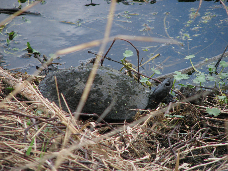 La-Chua-Trail-Paynes-Prairie-Preserve-State-Park-Gainesville-FL-053