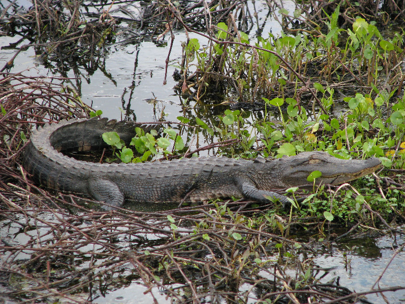 La-Chua-Trail-Paynes-Prairie-Preserve-State-Park-Gainesville-FL-054