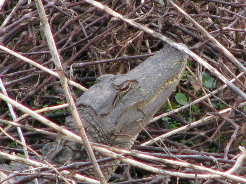 La-Chua-Trail-Paynes-Prairie-Preserve-State-Park-Gainesville-FL-055