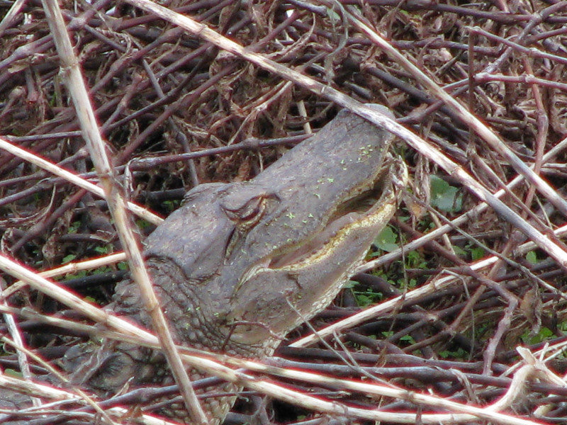 La-Chua-Trail-Paynes-Prairie-Preserve-State-Park-Gainesville-FL-056