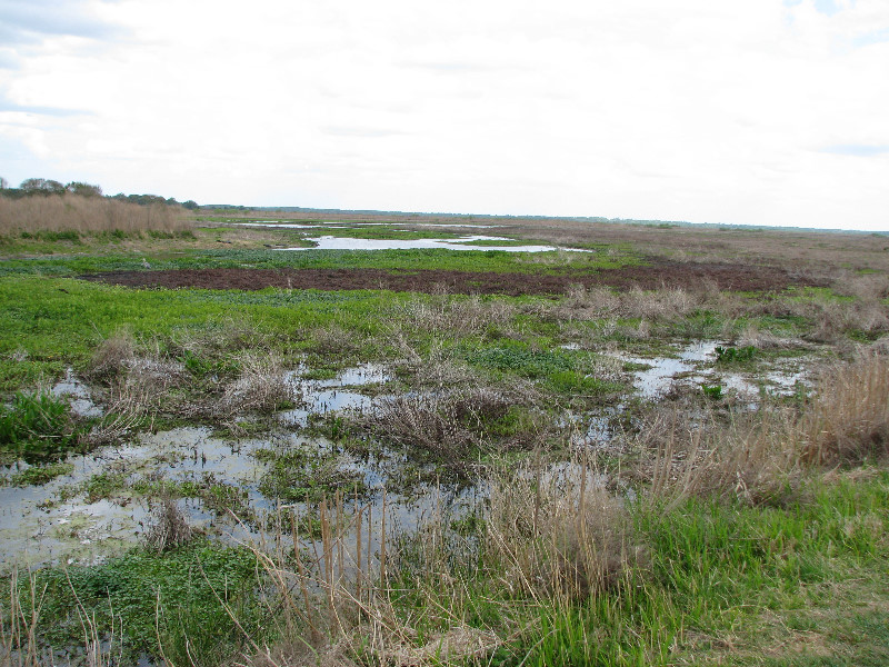 La-Chua-Trail-Paynes-Prairie-Preserve-State-Park-Gainesville-FL-057