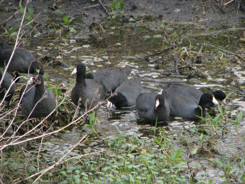 La-Chua-Trail-Paynes-Prairie-Preserve-State-Park-Gainesville-FL-059