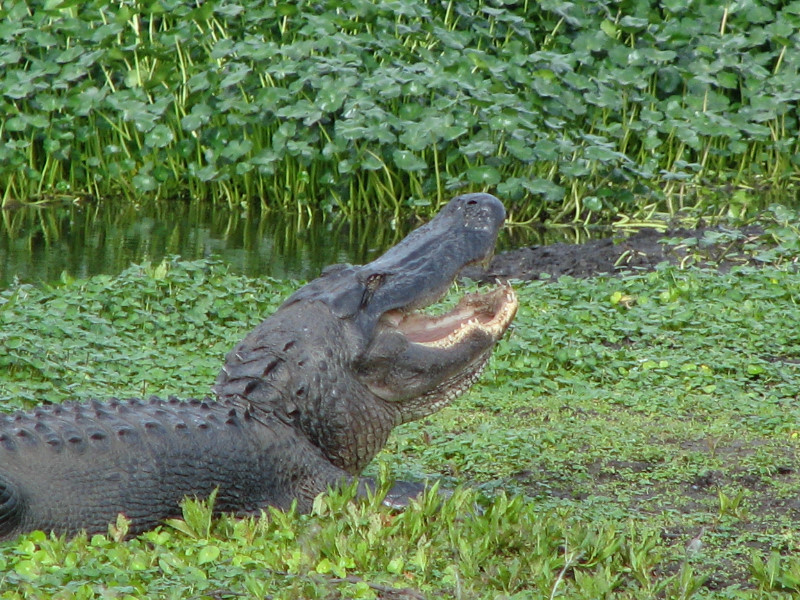 La-Chua-Trail-Paynes-Prairie-Preserve-State-Park-Gainesville-FL-065