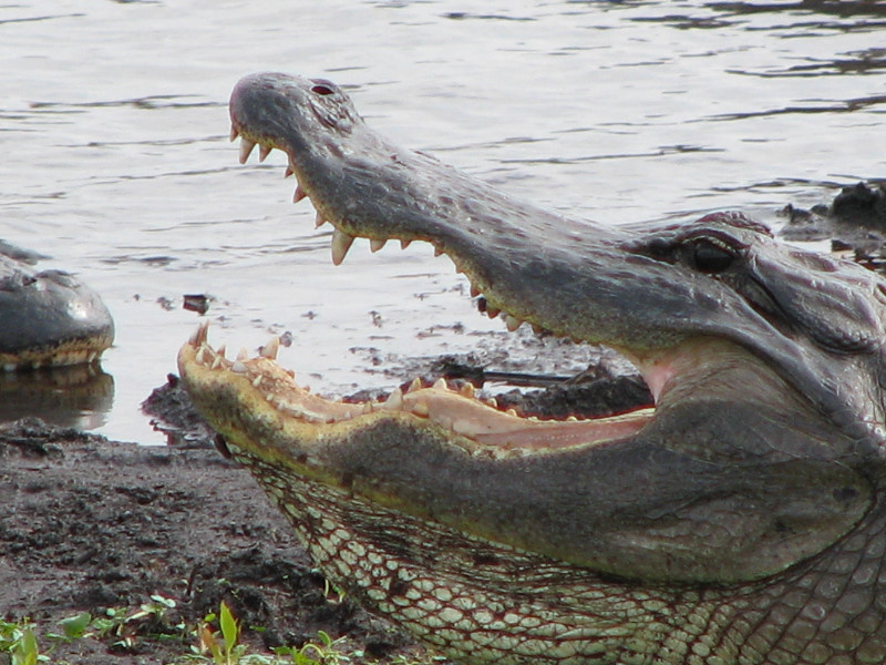 La-Chua-Trail-Paynes-Prairie-Preserve-State-Park-Gainesville-FL-068