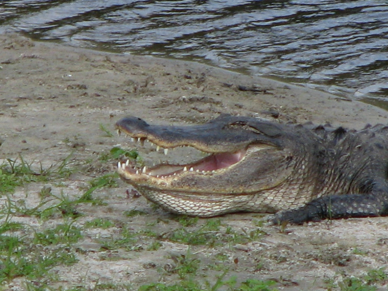 La-Chua-Trail-Paynes-Prairie-Preserve-State-Park-Gainesville-FL-070