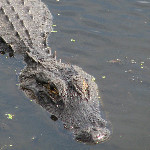 La Chua Trail - Paynes Prairie