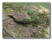 La-Chua-Trail-Paynes-Prairie-Preserve-State-Park-Gainesville-FL-009