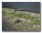 La-Chua-Trail-Paynes-Prairie-Preserve-State-Park-Gainesville-FL-013