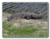 La-Chua-Trail-Paynes-Prairie-Preserve-State-Park-Gainesville-FL-014