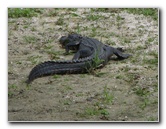 La-Chua-Trail-Paynes-Prairie-Preserve-State-Park-Gainesville-FL-015