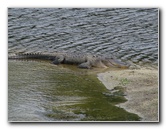 La-Chua-Trail-Paynes-Prairie-Preserve-State-Park-Gainesville-FL-016