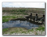 La-Chua-Trail-Paynes-Prairie-Preserve-State-Park-Gainesville-FL-020