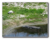 La-Chua-Trail-Paynes-Prairie-Preserve-State-Park-Gainesville-FL-021