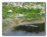 La-Chua-Trail-Paynes-Prairie-Preserve-State-Park-Gainesville-FL-021