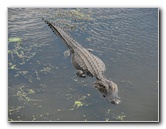 La-Chua-Trail-Paynes-Prairie-Preserve-State-Park-Gainesville-FL-029