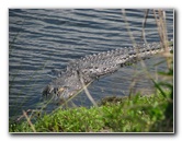 La-Chua-Trail-Paynes-Prairie-Preserve-State-Park-Gainesville-FL-031