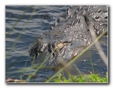 La-Chua-Trail-Paynes-Prairie-Preserve-State-Park-Gainesville-FL-032