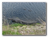 La-Chua-Trail-Paynes-Prairie-Preserve-State-Park-Gainesville-FL-033