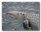 La-Chua-Trail-Paynes-Prairie-Preserve-State-Park-Gainesville-FL-034