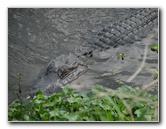 La-Chua-Trail-Paynes-Prairie-Preserve-State-Park-Gainesville-FL-036