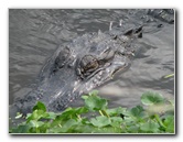 La-Chua-Trail-Paynes-Prairie-Preserve-State-Park-Gainesville-FL-037