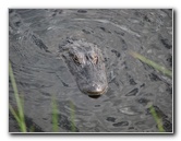 La-Chua-Trail-Paynes-Prairie-Preserve-State-Park-Gainesville-FL-038