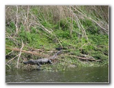 La-Chua-Trail-Paynes-Prairie-Preserve-State-Park-Gainesville-FL-040