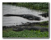 La-Chua-Trail-Paynes-Prairie-Preserve-State-Park-Gainesville-FL-043