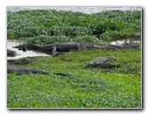 La-Chua-Trail-Paynes-Prairie-Preserve-State-Park-Gainesville-FL-044