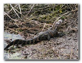 La-Chua-Trail-Paynes-Prairie-Preserve-State-Park-Gainesville-FL-046