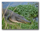 La-Chua-Trail-Paynes-Prairie-Preserve-State-Park-Gainesville-FL-048