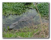 La-Chua-Trail-Paynes-Prairie-Preserve-State-Park-Gainesville-FL-050