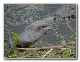 La-Chua-Trail-Paynes-Prairie-Preserve-State-Park-Gainesville-FL-051