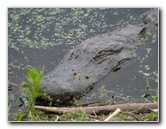 La-Chua-Trail-Paynes-Prairie-Preserve-State-Park-Gainesville-FL-052